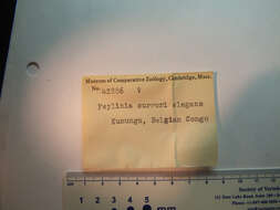 Image de Feylinia currori Gray 1845