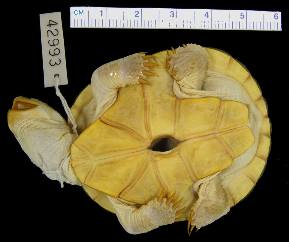 Image of <i>Pelomedusa subrufa gehafie</i>