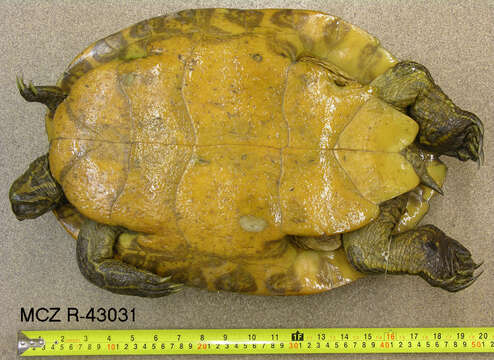 Image of Suwannee cooter