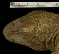 Image of beaded lizards
