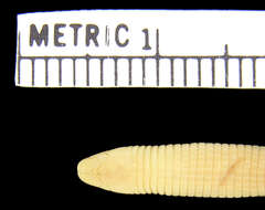 Image of Munoa Worm Lizard