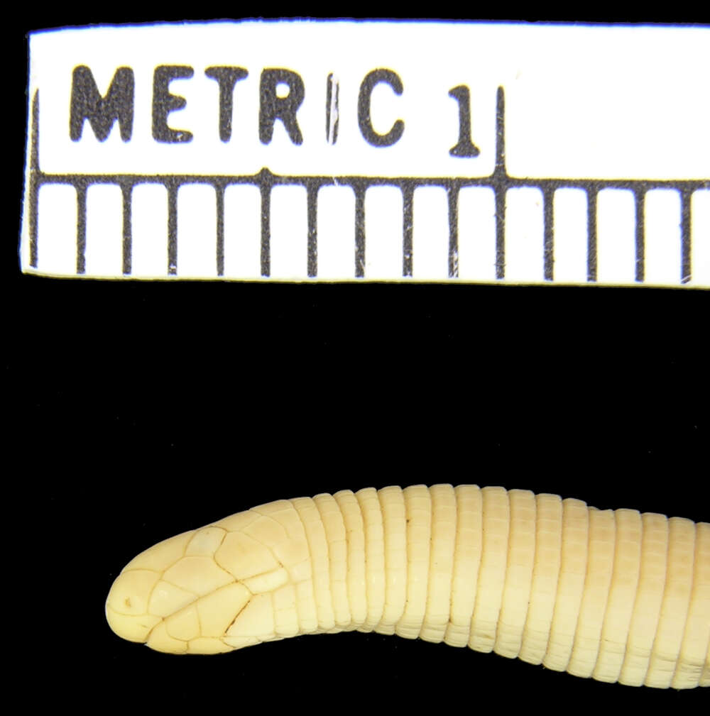 Image of Munoa Worm Lizard