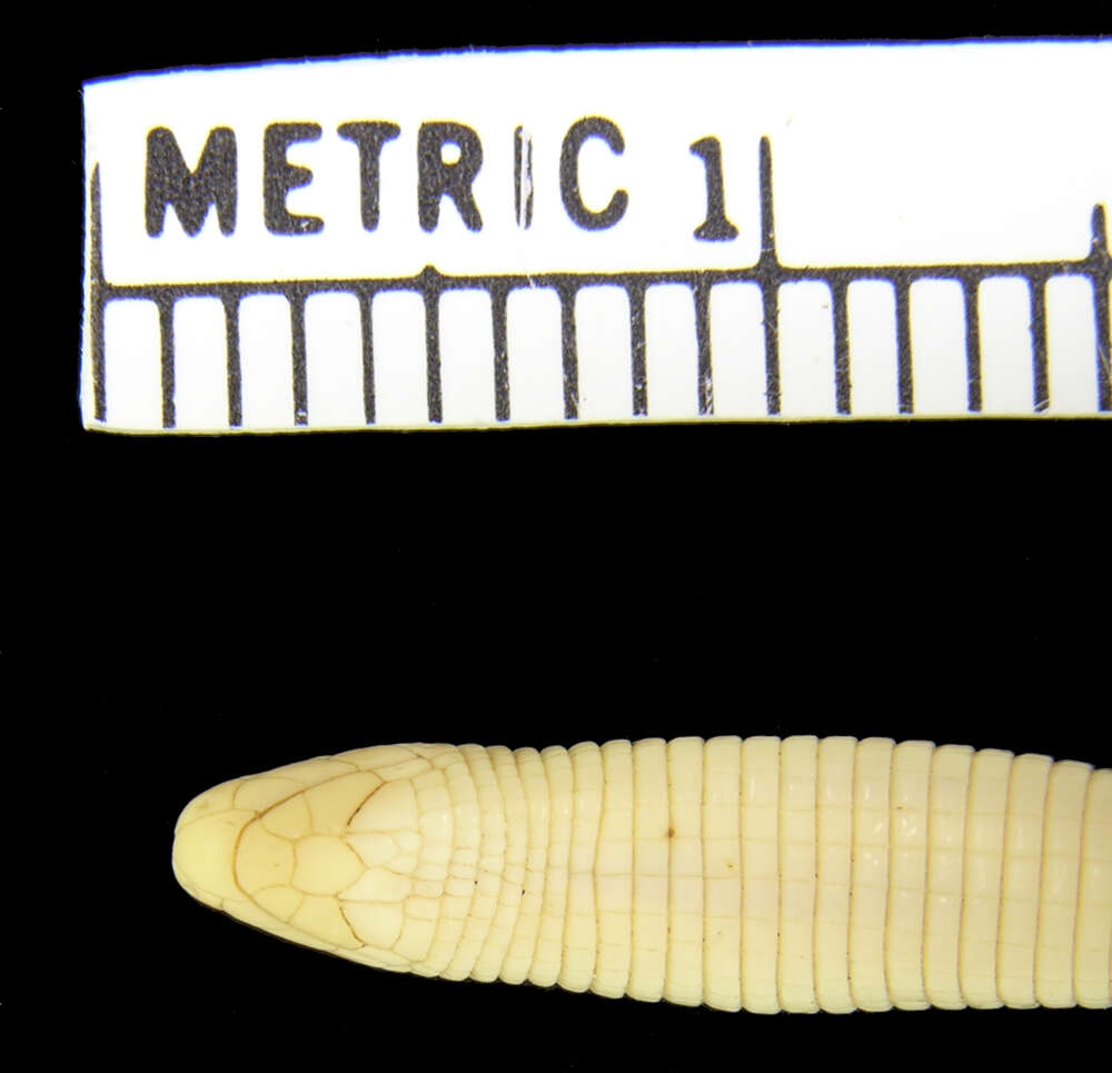 Image of Munoa Worm Lizard