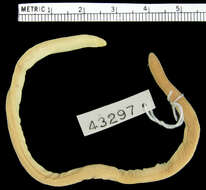 Image of Munoa Worm Lizard