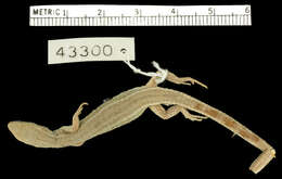 Image of Cercosaura ocellata petersi Ruibal 1952