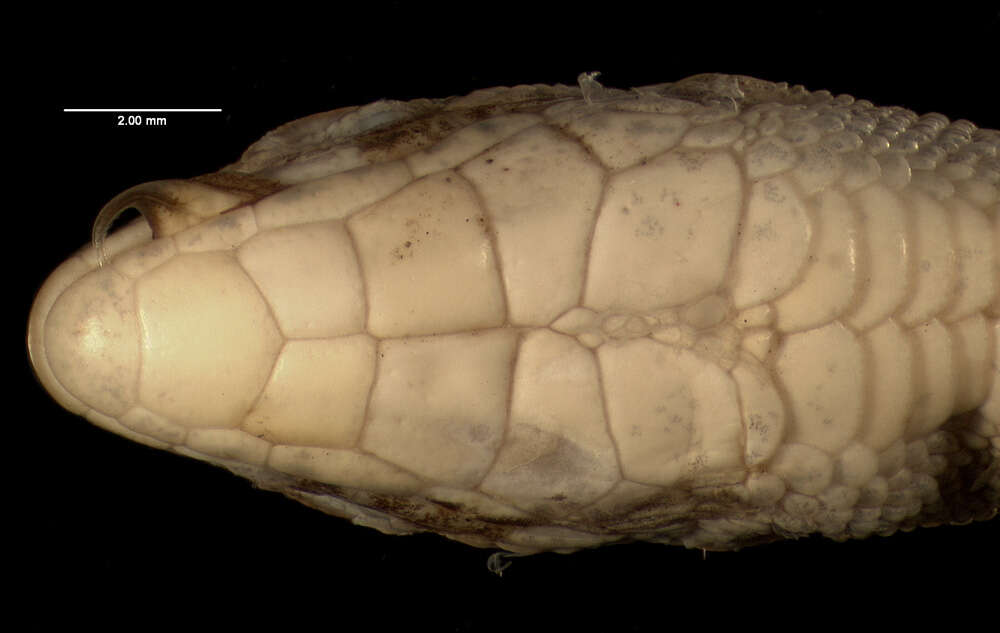 Image of Cercosaura ocellata petersi Ruibal 1952