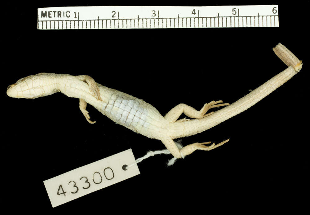 Image of Cercosaura ocellata petersi Ruibal 1952