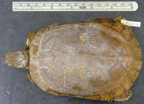 Image of Trachemys stejnegeri vicina (Barbour & Carr 1940)