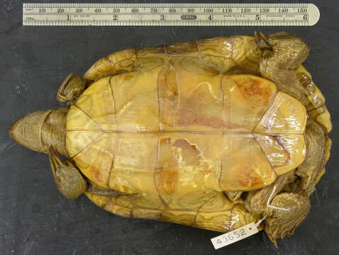 Image of Trachemys stejnegeri vicina (Barbour & Carr 1940)