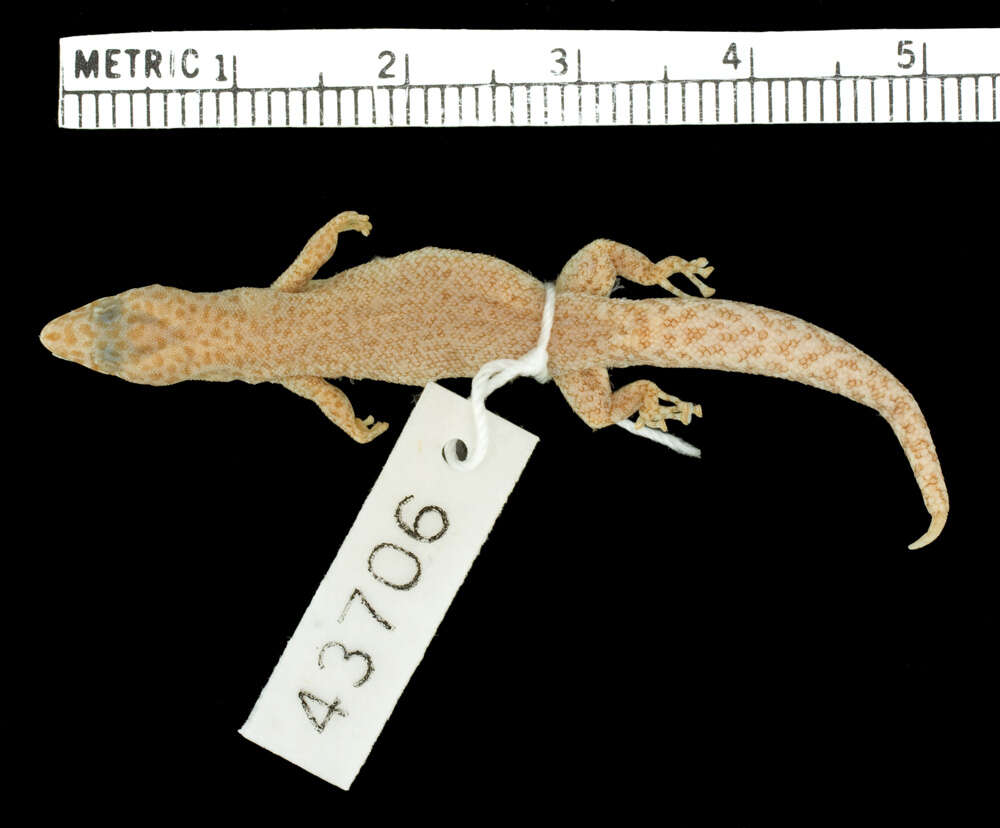 Image of Peninsula Least Gecko