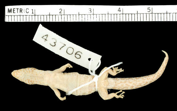 Image of Peninsula Least Gecko