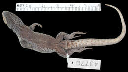 Image of Walker's Tree Iguana