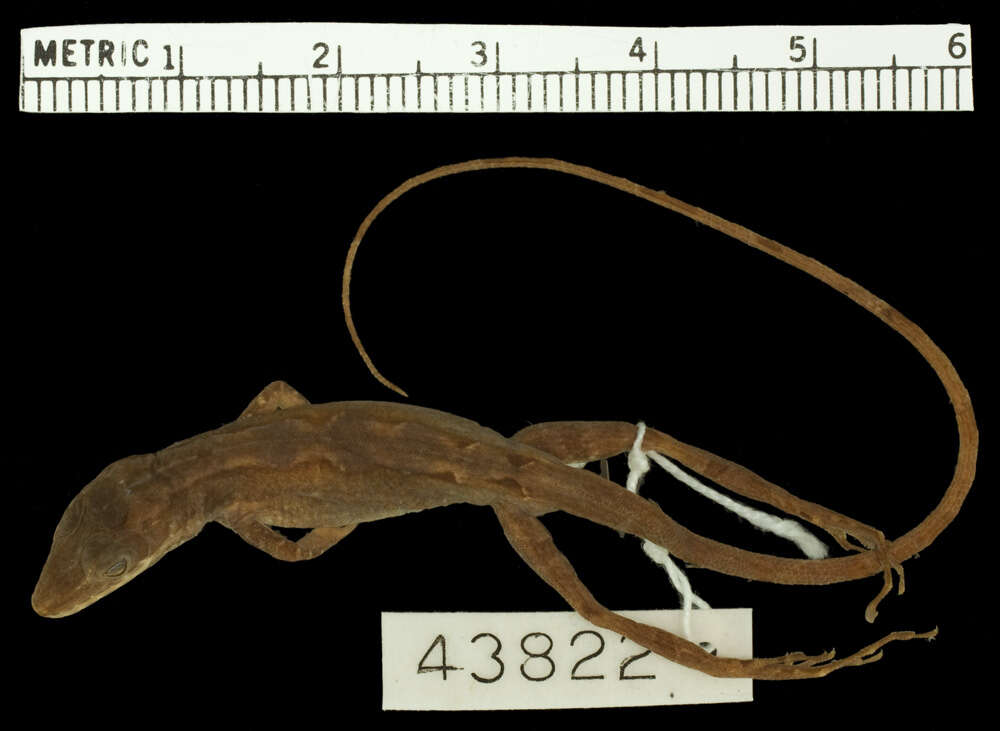 Image of Anolis bahorucoensis bahorucoensis Noble And Hassler 1933