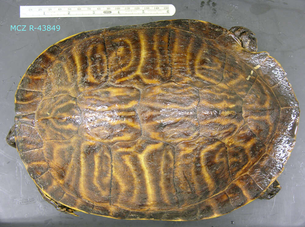 Image of Peninsula Cooter