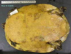 Image of Peninsula Cooter