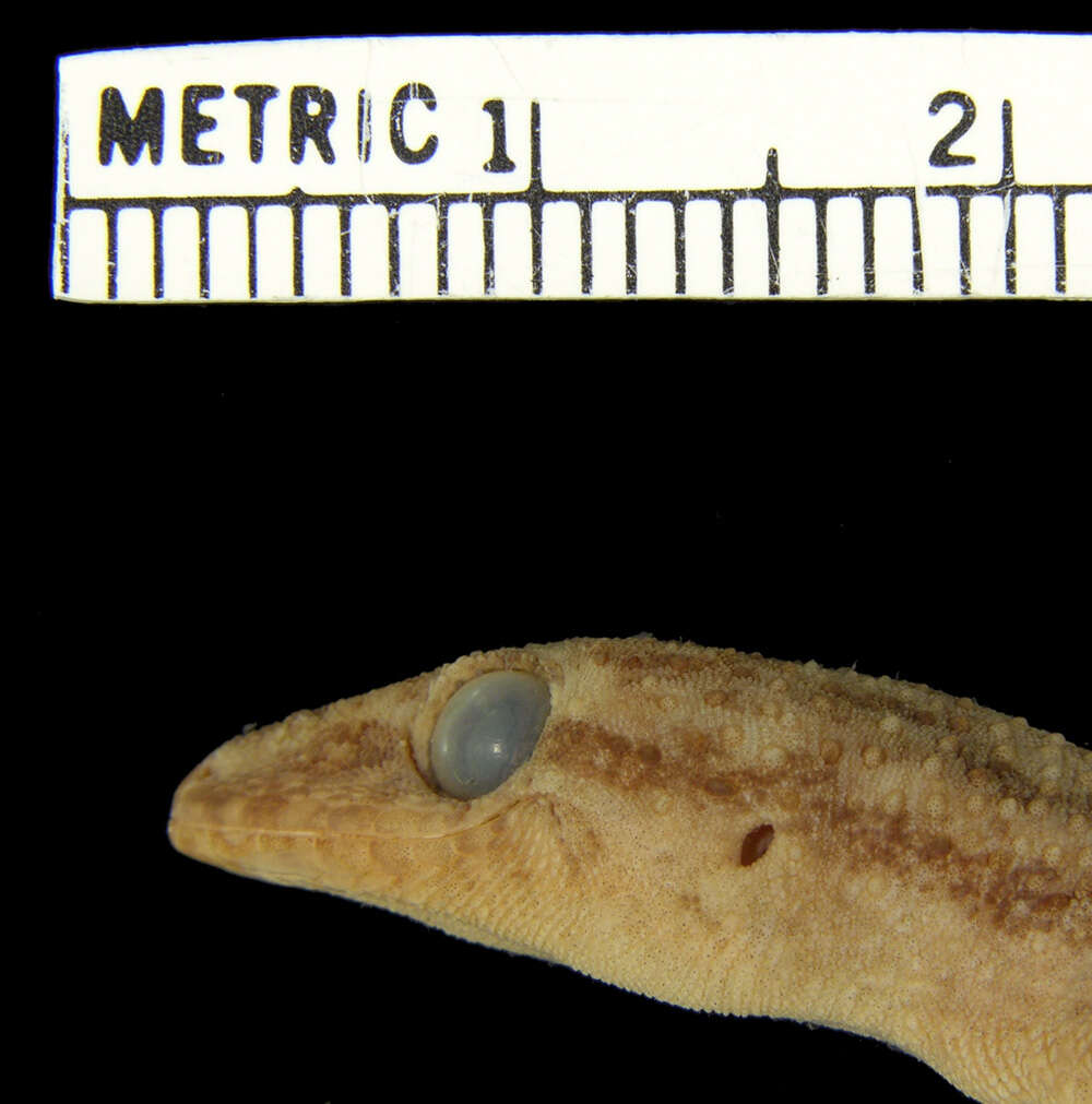 Image of Antilles Leaf-toed Gecko