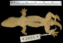 Hemidactylus palaichthus Kluge 1969 resmi