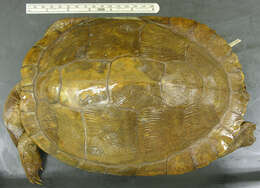 Image of Inagua Island turtle
