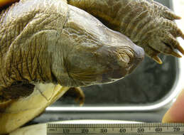 Image of Inagua Island turtle