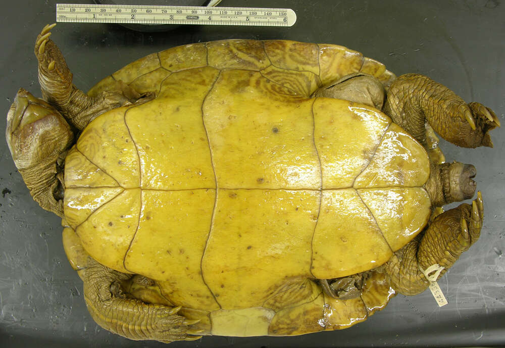 Image of Inagua Island turtle