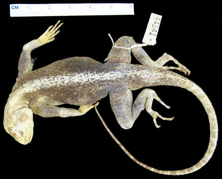 Image of Agama kirkii fitzsimonsi Loveridge 1950