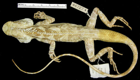 Image of Calotes chincollium Vindum 2003