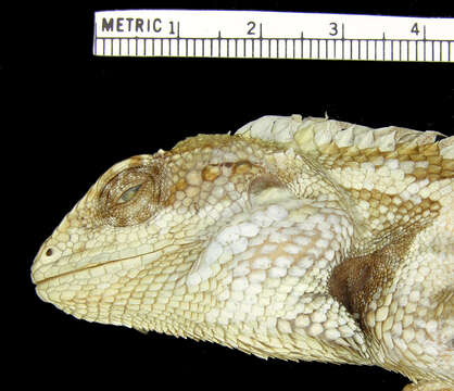 Image of Calotes chincollium Vindum 2003