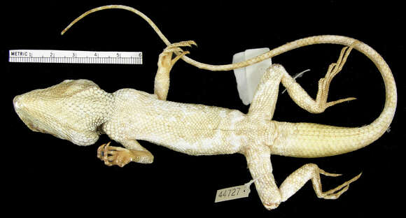 Image of Calotes chincollium Vindum 2003