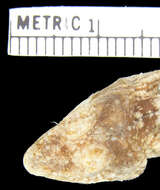 Imagem de Ptyctolaemus collicristatus Schulte & Vindum 2004