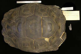 Image of Abingdon Island Giant Tortoise