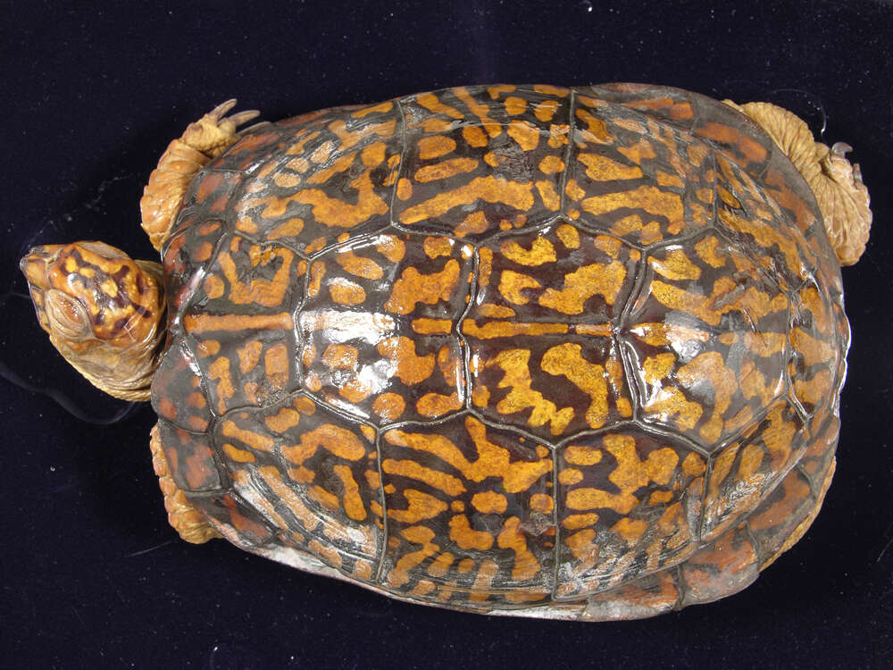 Image of Eastern box turtle