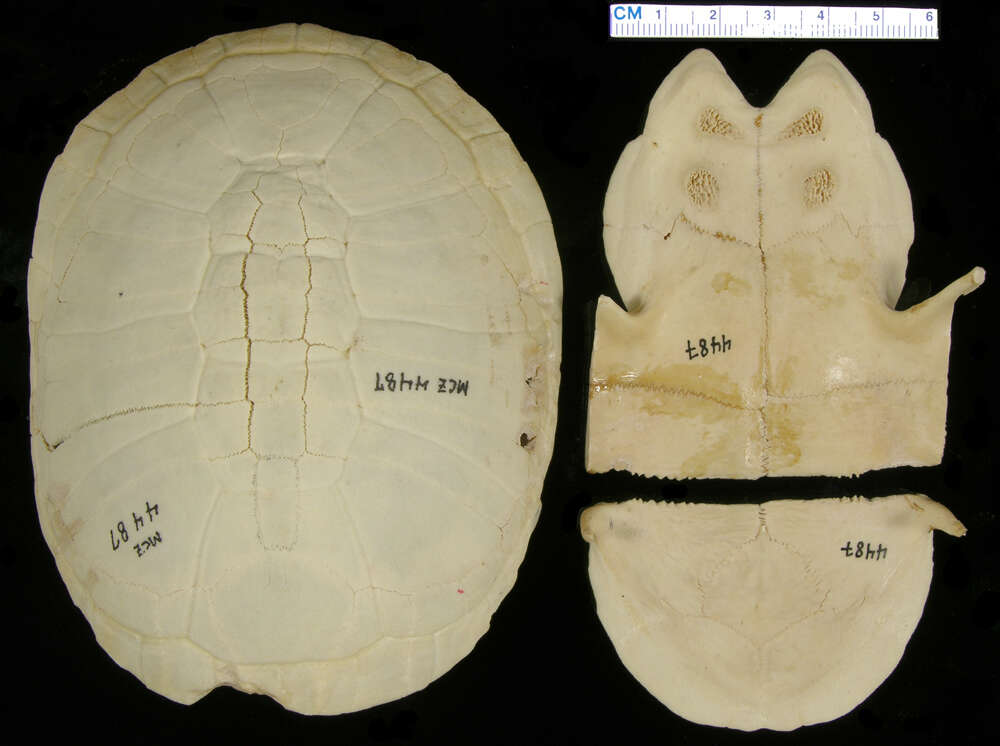 Image of Pelusios subniger parietalis Bour 1983