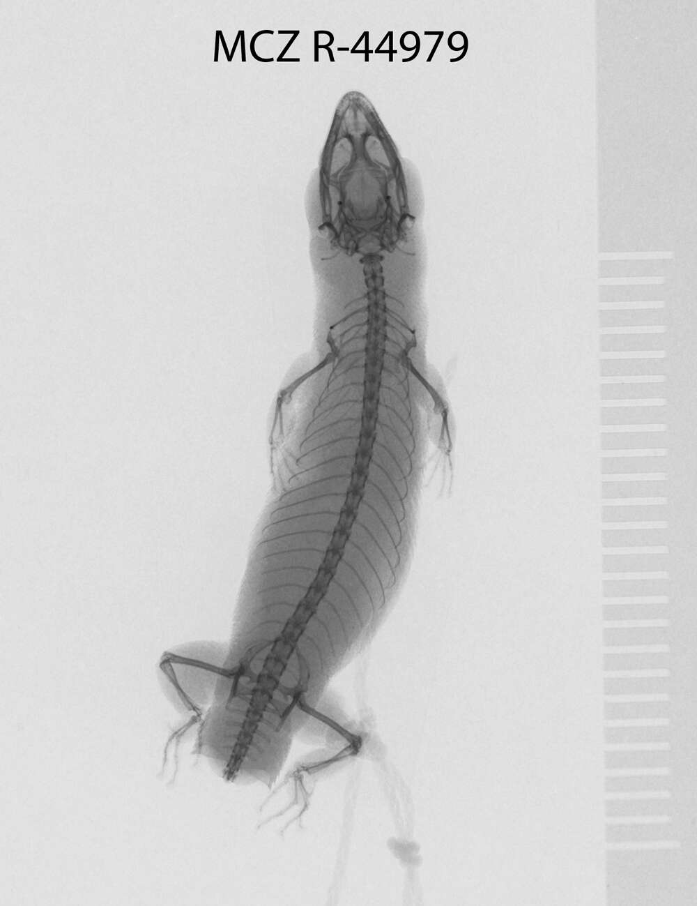 Image of Sphaerodactylus argivus bartschi Cochran 1934