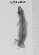 Image of Sphaerodactylus argivus bartschi Cochran 1934