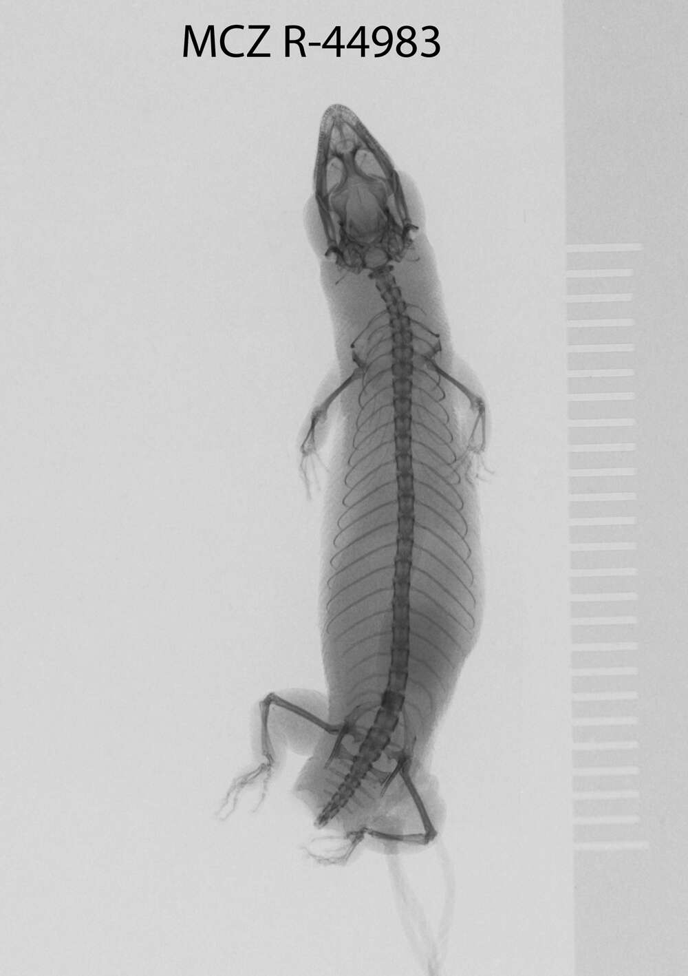 Image of Sphaerodactylus argivus bartschi Cochran 1934