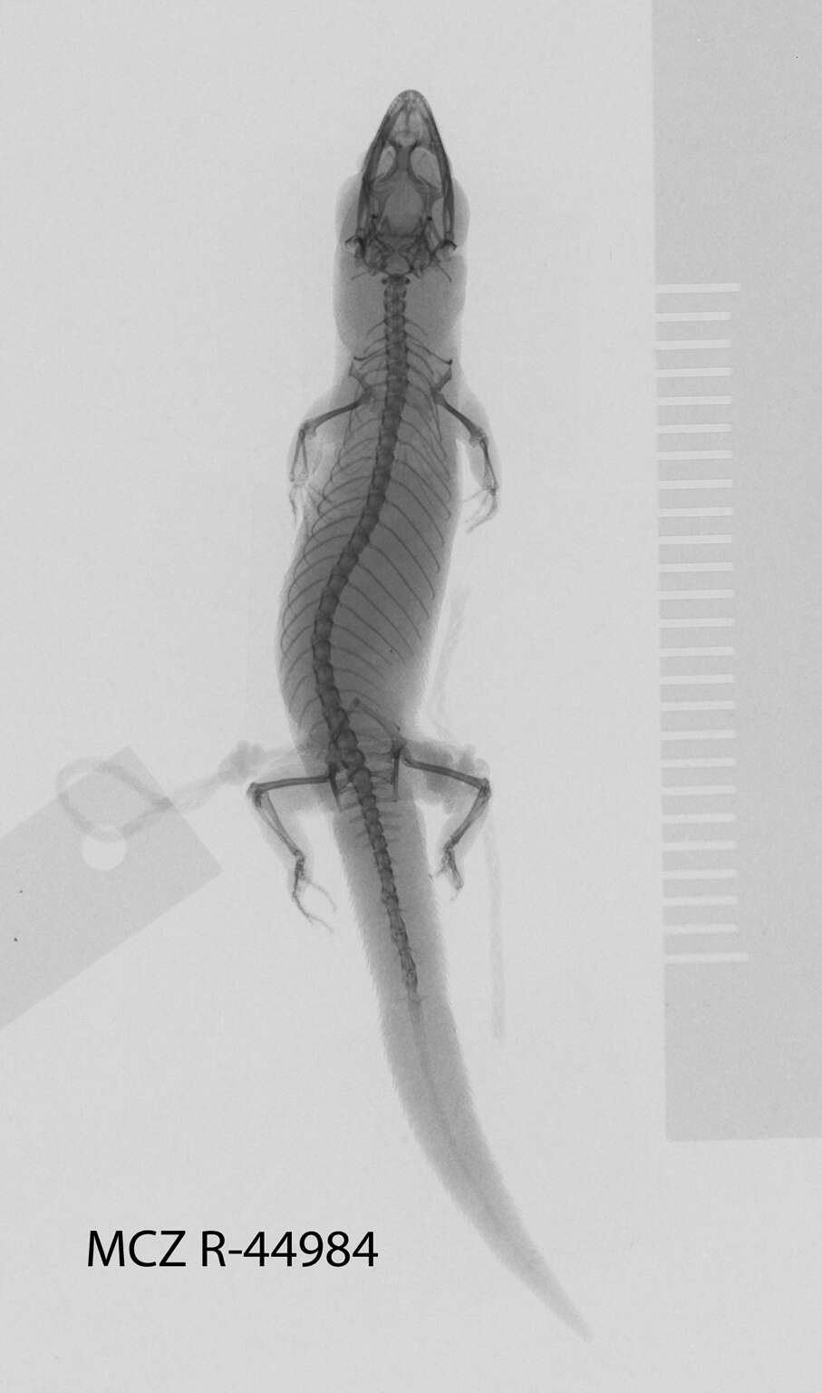 Image of Sphaerodactylus argivus bartschi Cochran 1934