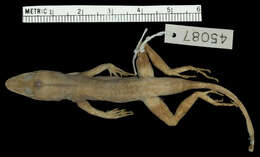 Image of Anolis lineatopus neckeri Grant 1940