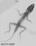 Image of Anolis lineatopus neckeri Grant 1940