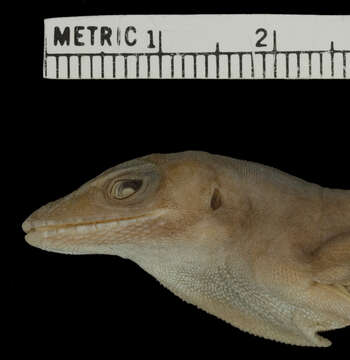 Image of Anolis lineatopus neckeri Grant 1940