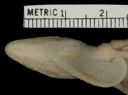 Image of Anolis lineatopus neckeri Grant 1940