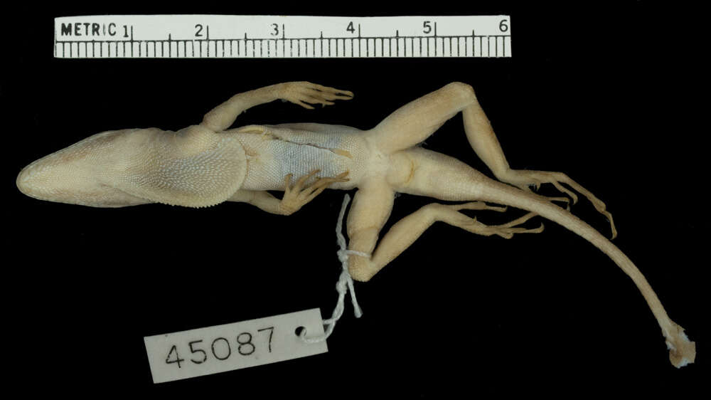 Image of Anolis lineatopus neckeri Grant 1940