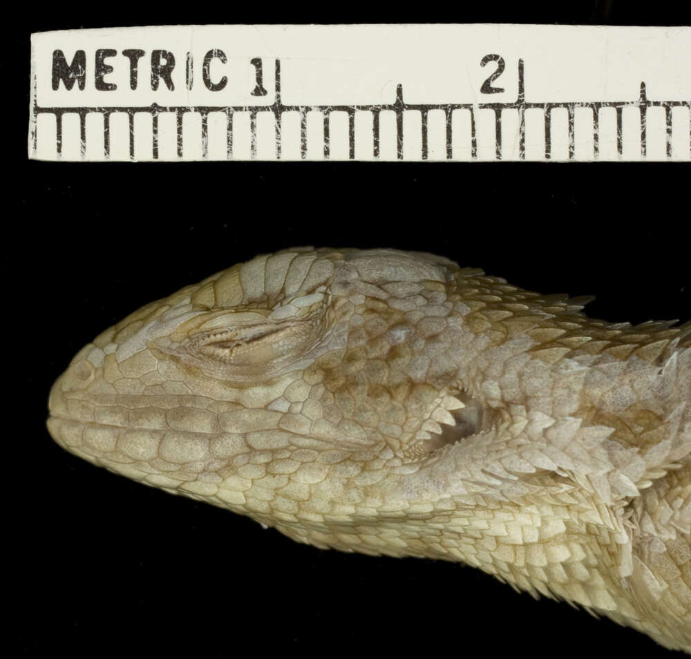 Image of Leiocephalus carinatus granti Rabb 1957