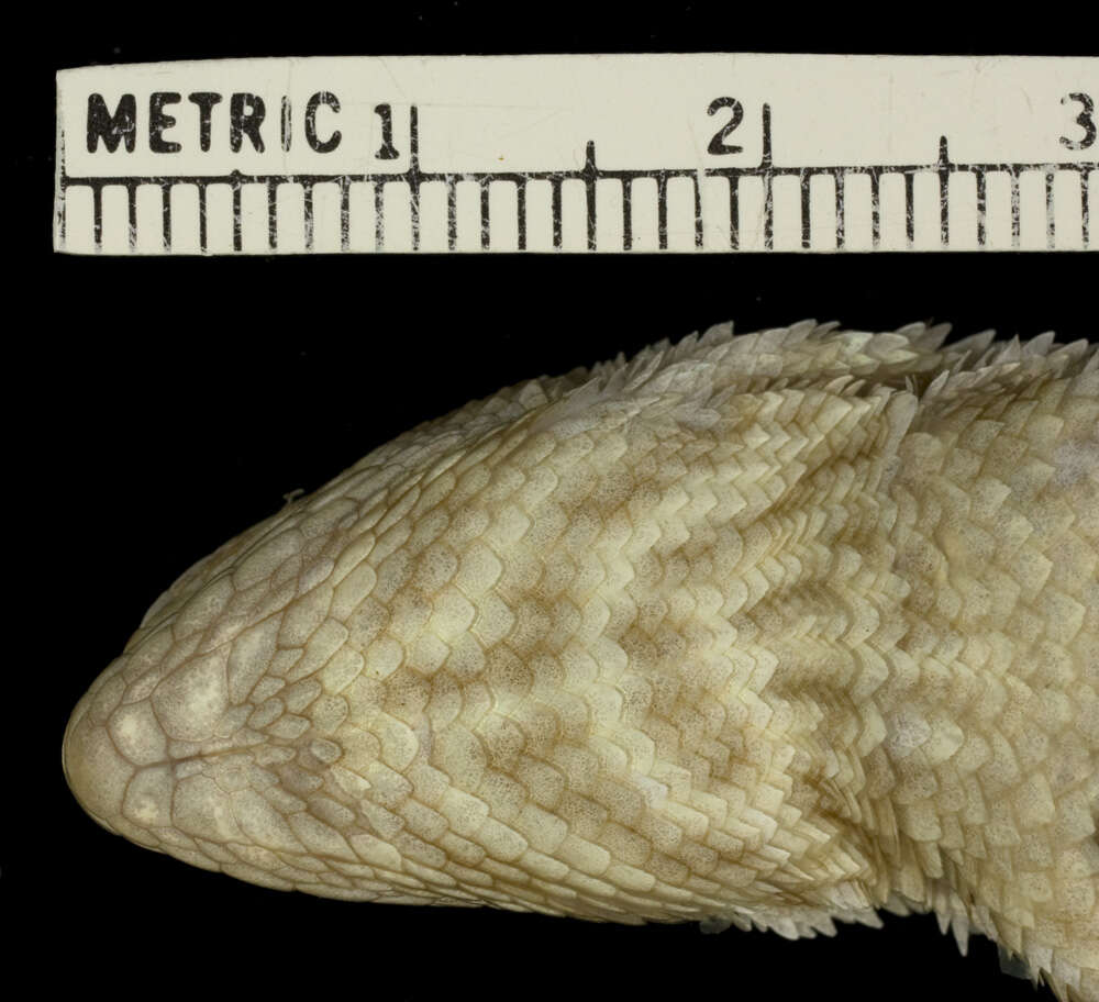 Imagem de Leiocephalus carinatus granti Rabb 1957