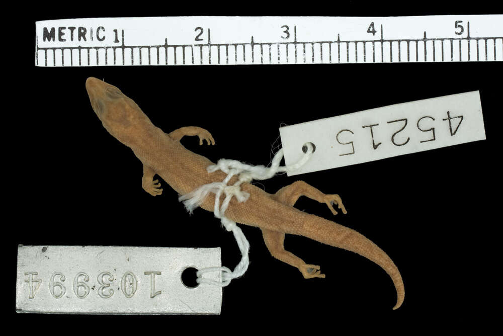 Image de Sphaerodactylus sabanus Cochran 1938