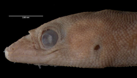 Image of Saba Least Gecko