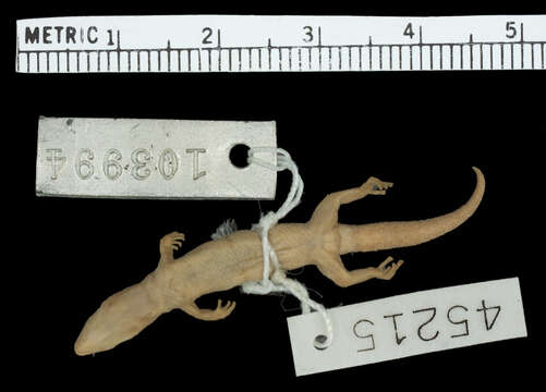 Image of Saba Least Gecko