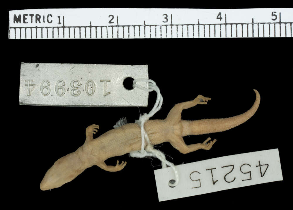 Image de Sphaerodactylus sabanus Cochran 1938