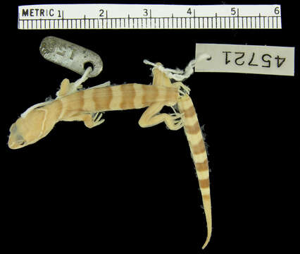 Image of Desert Banded Gecko