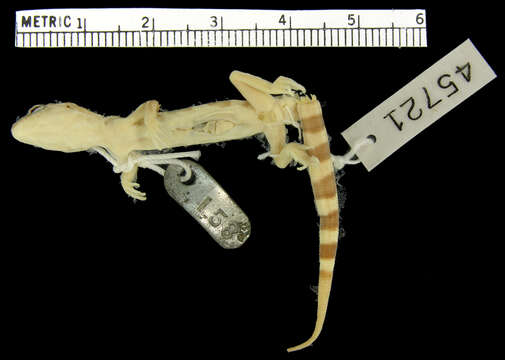 Image of Desert Banded Gecko