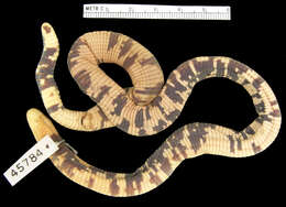 Image of Amphisbaena bassleri Vanzolini 1951